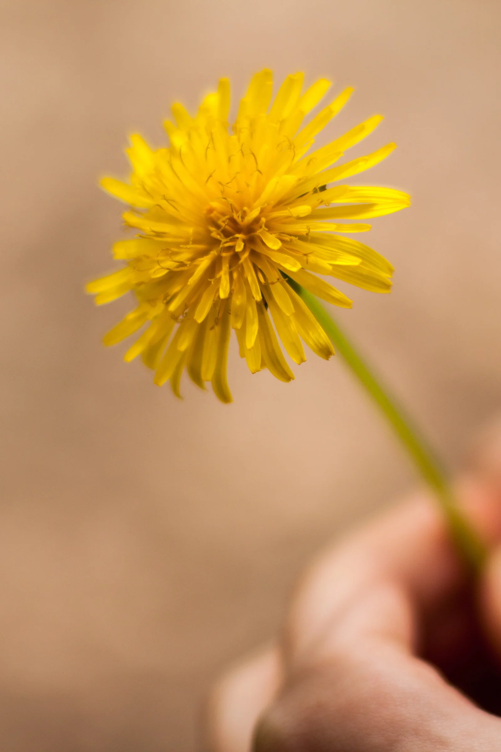pexels-johnmark-smith-253142.jpg